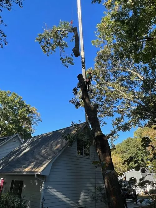 Very pleased overall. We had several dead trees cut down (a couple were on the large size) and numerous limbs (both small