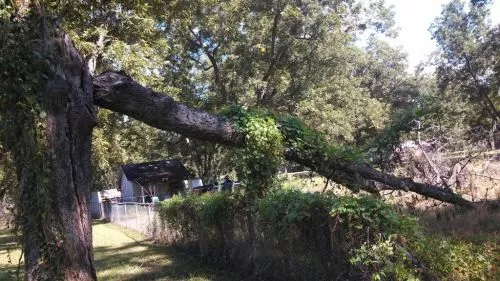 Excellent! A large, old tree fell on our family"s home during Hurricane Michael