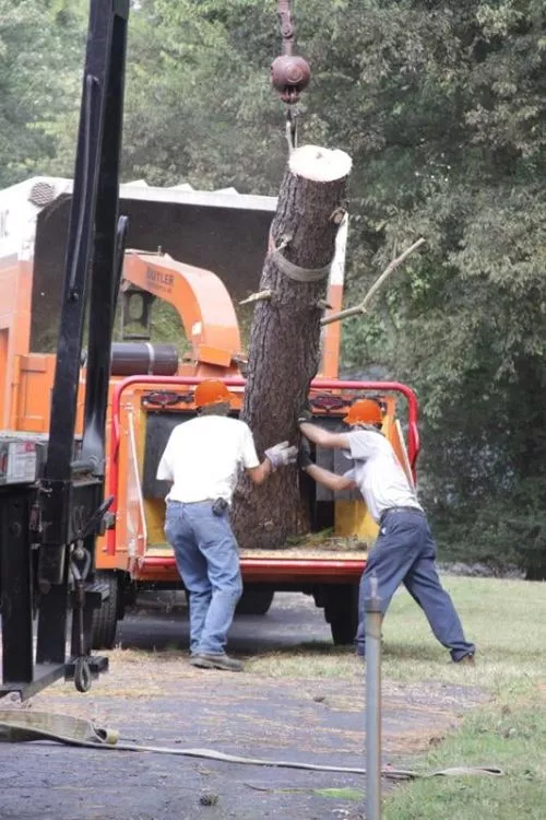 We needed immediate attention to a Live Oak! We couldn"t have asked for better efficent, courteous service