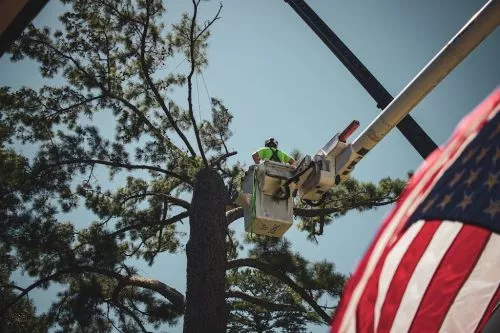 This is the second time I have used Tree-Line Arbor Care. They are always professional and safety always comes first