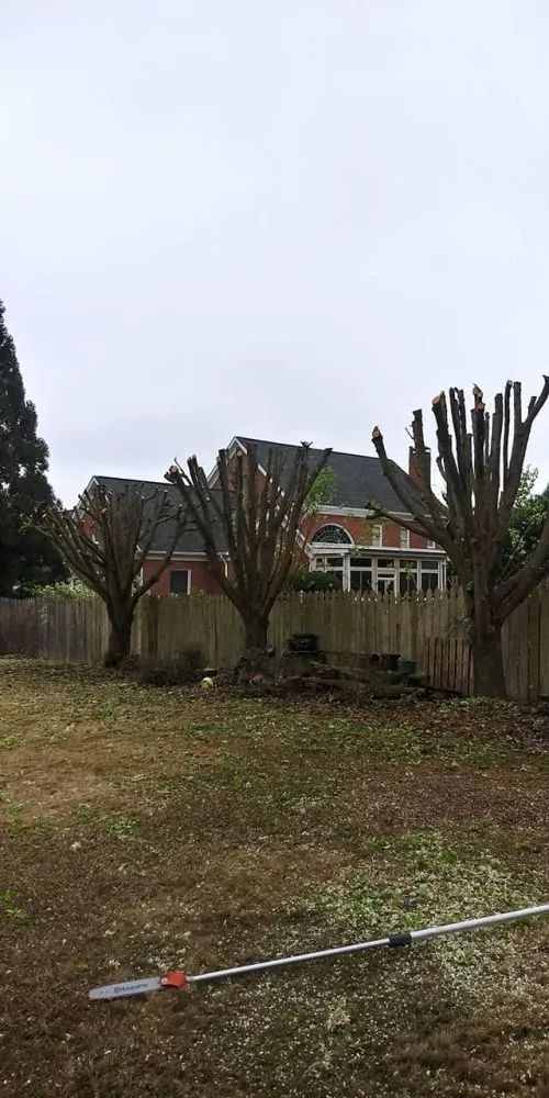 Best service, best prices, best value! We had 3 trees removed, one large pine very close to the house, and David beat the