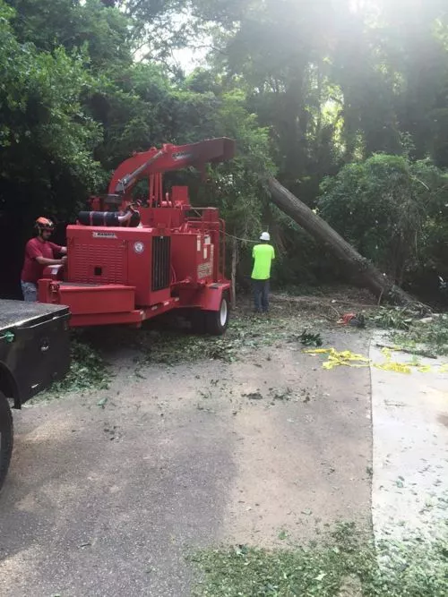 Good work. In and out in one morning. Removed 2 large trees. 