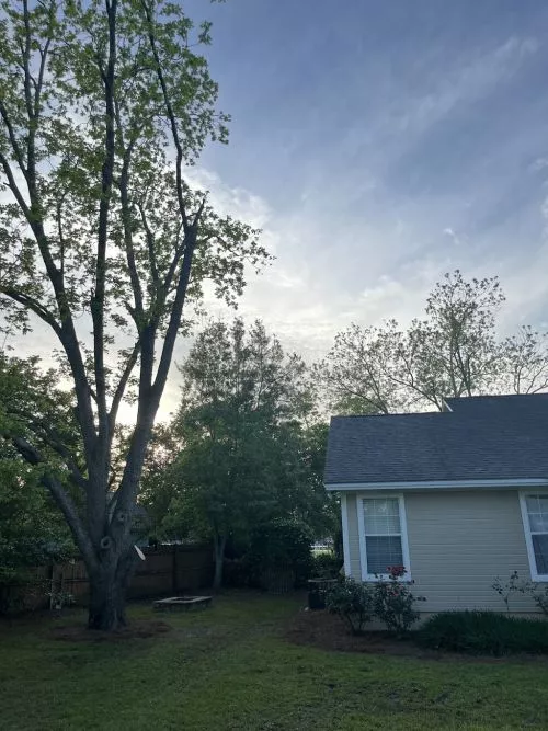 Stephen and his crew did a great job trimming some major pecan limbs over our house