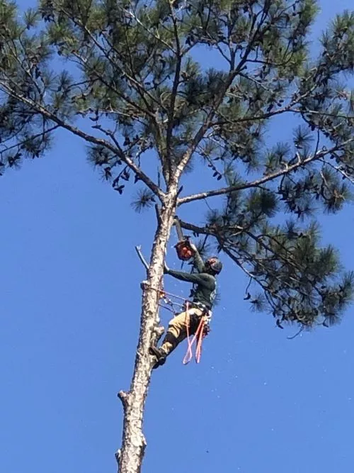 Georgia Tree Masters were in my neighborhood today and I approached them because I had one tall but dead pine tree that was