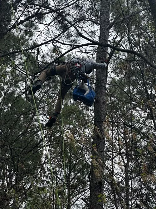 Tripp and the others guys from Georgia Tree Masters did a superb job