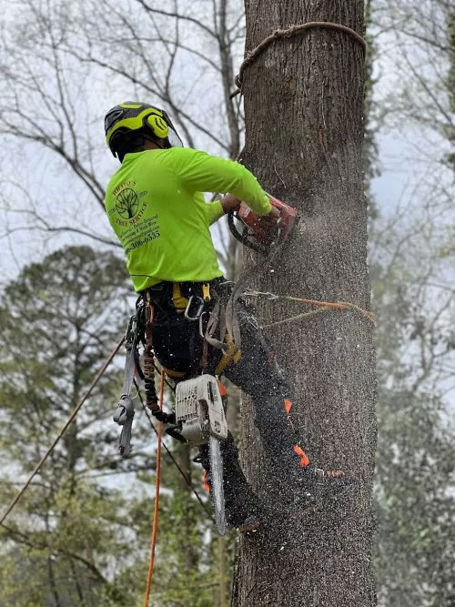 Bravos tree servuce did 2 great jobs. 1 to clear a backyard tree jungle to useable space and then to landscape the yard to