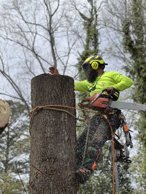 If you have tree work that needs attention, Bravo"s Tree Service is the right business to call