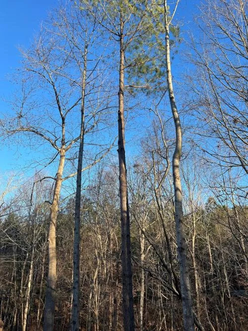 These guys do EXCELLENT work and go the extra mile! I"m very thankful to have a tree service company that takes pride in