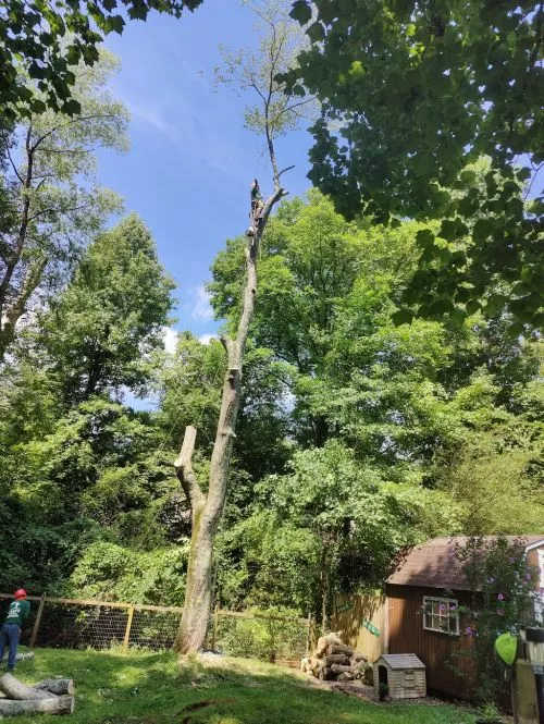 Excellent tree removal service. We had 20+ trees removed from our backyard