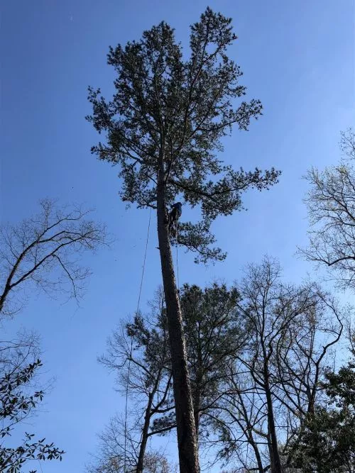 Edin is the consummate professional. I have had many trees removed from my properties over the years with many different