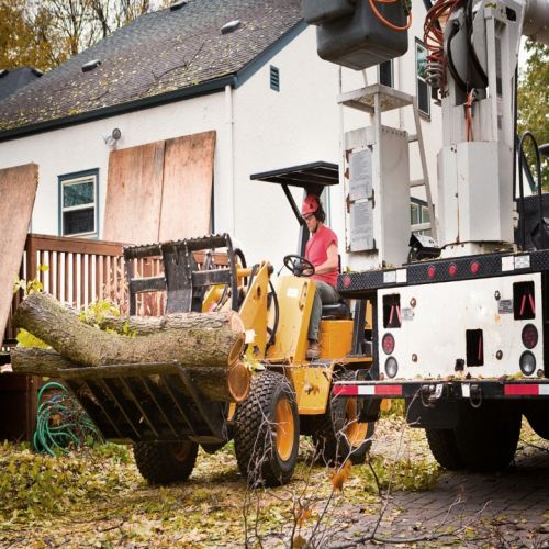  alt='This fervent bunch of tree care experts turned my property into an exquisite paradise that far beyond my worst dreams'