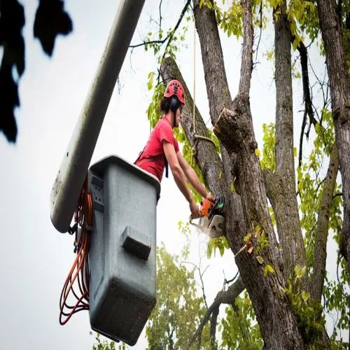 This fervent bunch of tree care experts turned my property into an exquisite paradise that far beyond my worst dreams