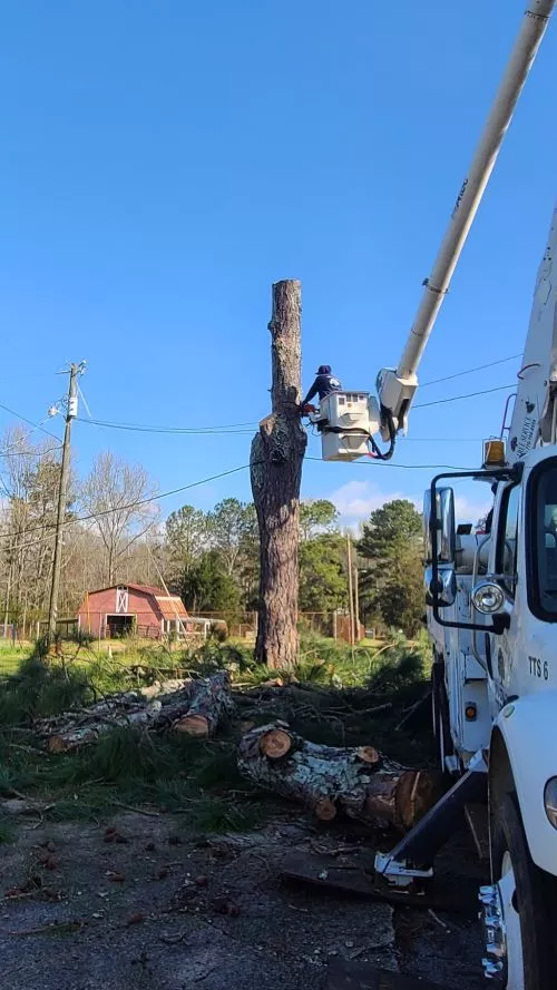 Had a very large pine in the yard with multiple electrical lines running around the tree