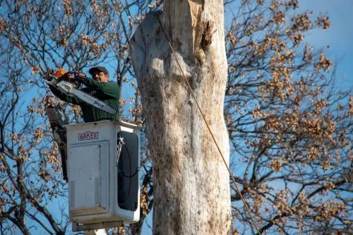 I recently had McDonough Tree Services come to my house for a free estimate on stump removal of some trees I wanted taken