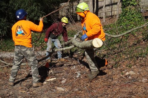  alt='We had Armstrong remove one tree and trim up a large oak. Felipe came out and gave my husband a quote and answered all'