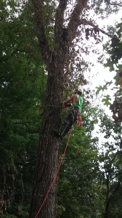 I was very pleased with my recent experience with Asah Tree Service. Steve arrived on time and was very professional