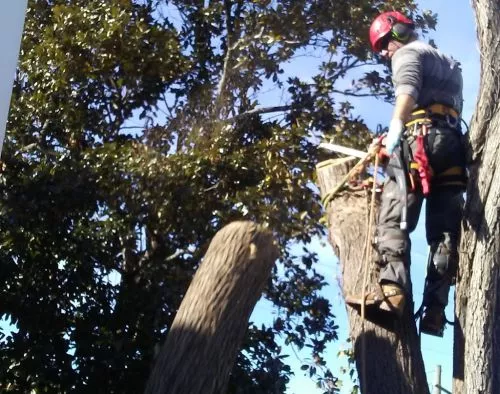 I am very satisfied with ASAH TREE SERVICE. I am a new resident of Atlanta, Georgia, so I did not know who to call when my