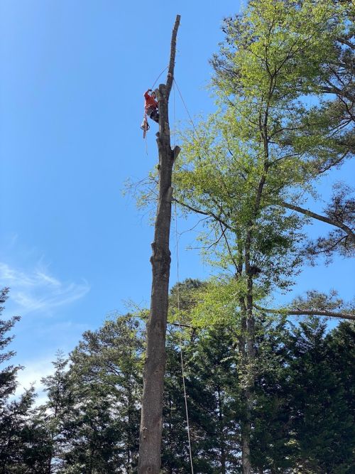  alt='If you are looking for a amazing Tree Service company or more to do at your home, I highly recommend you Sun Tree Service,'