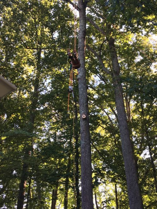  alt='Meridian Tree Service Arrived at my house this morning at 8:30 to remove eight trees from my backyard all of them over one'