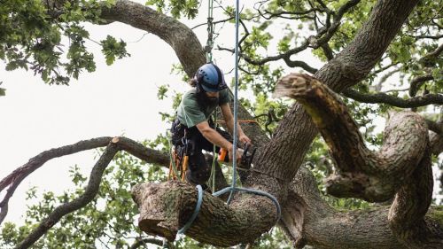  alt='We contacted Appalachian for a commercial property re: tree trimming and consultation (pine leaning toward bldg. )'