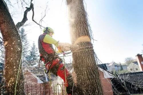 We contacted Appalachian for a commercial property re: tree trimming and consultation (pine leaning toward bldg. )