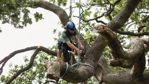 Have used Appalachian Tree Service years ago and they did a great job. Called them back to do some trimming of hardwoods