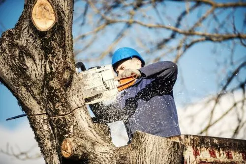 I recently hired Appalachian for the fourth time to do some tree trimming