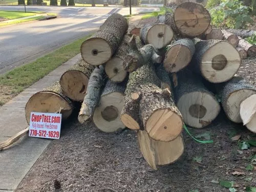 Aaron, Hector and their team did a great job chopping down 3 large river birches in my front yard