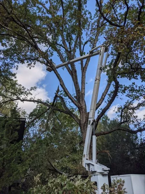 I have used West Cobb Tree Service several times now and I have been happy every time with the result