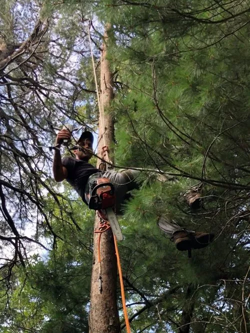 Jake and his crew removed several trees from our property including a large white oak that was very close to our house