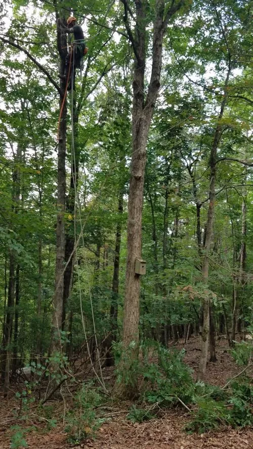 We needed a few trees taken out for a parking area and also needed to get some old limbs removed from storm damage a couple