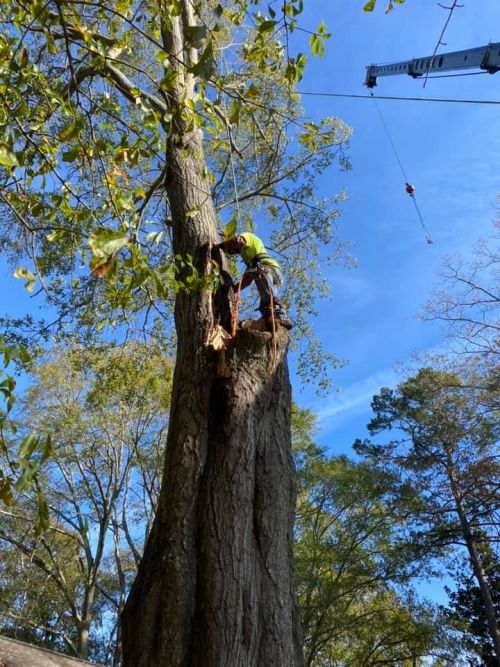  alt='Here are the before and after shots of my back yard! Quality tree surgeons is a great company to have remove your trees'