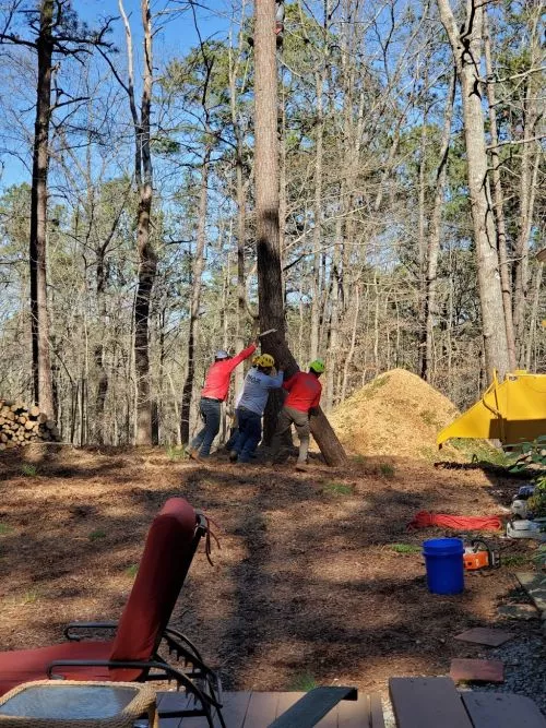 We have used Naz Tree Service for both tree and shrub removal, as well as tree trimming most recently