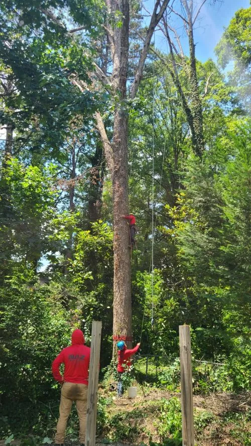 We have used Naz two years in a row for tree trimming and removal