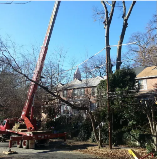 We have hired Naz Tree service a couple times now for tree removal and pruning. They are simply fantastic