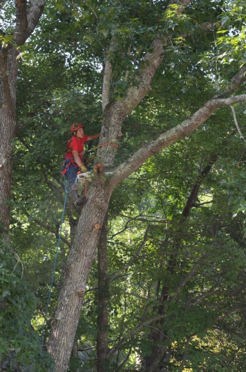  alt='Tomahawk performed some precise pruning, overhanging limb extraction and one small tree extraction'