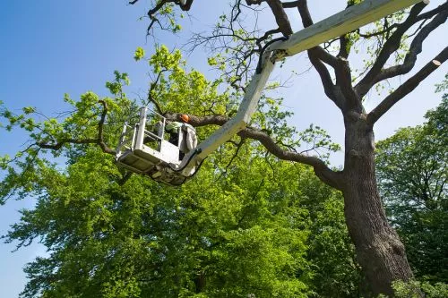 I would like to recommend Smitty"s Tree Care. I had an emergency water main break due to a large tree and it"s roots right