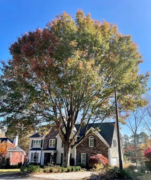 My husband and I are so happy with Jaden of Caldwell Tree Care. He is so knowledgeable and professional