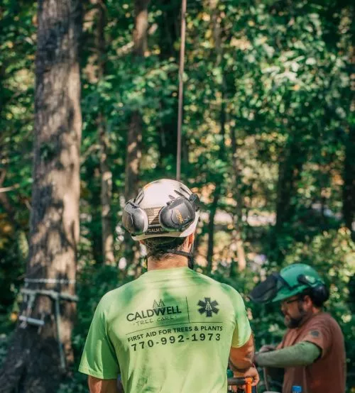 Thank you for the outstanding job Caldwell Tree Company did on my property removing a dead 30 inch white oak and a diseased