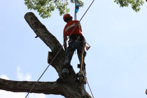  alt='We hired Roswell Tree service for the removal of several trees on our property and they promptly showed up. '