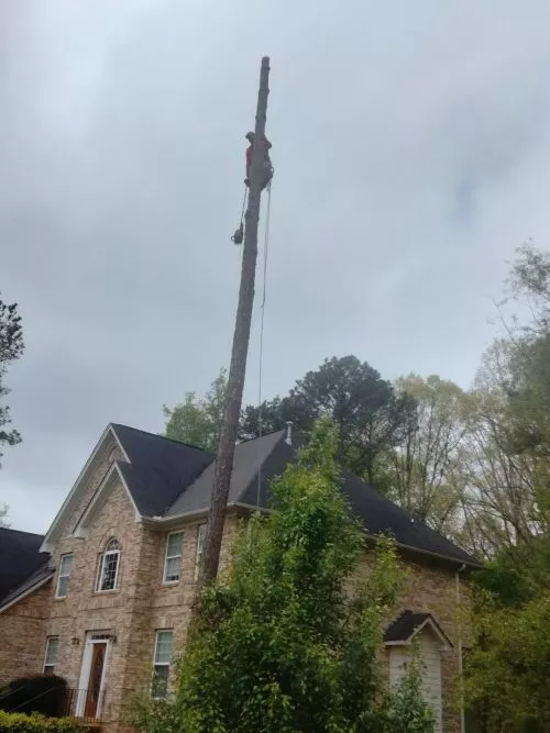 We hired Jose and his crew to remove a dying 90’ pine tree in our backyard