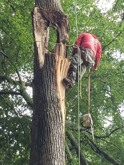  alt='Our property has very large trees that needed pruning as many of the branches were extending over our house as well as the'