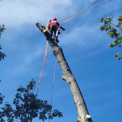 thank you for such excellent work. I needed to remove dead trees and they did it well. They left everything very clean