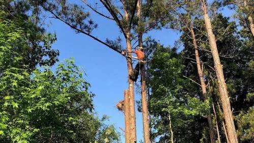 Total Tree Solutions removed eight very large pine trees for us