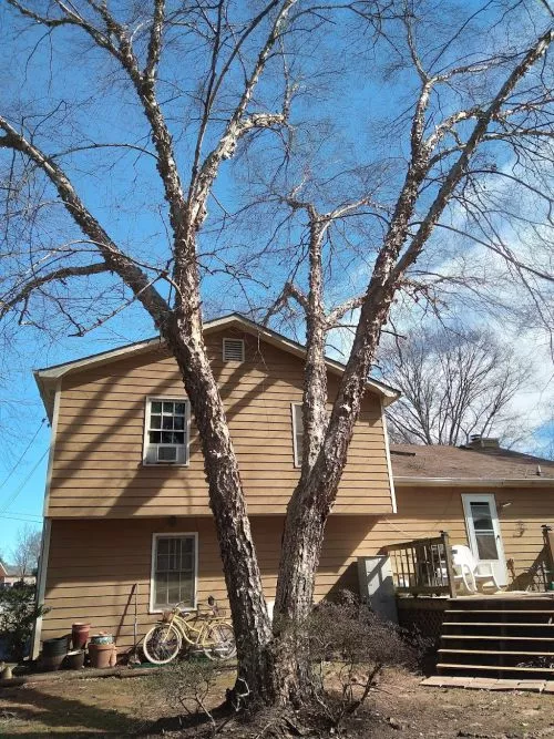 Company was very easy to work with, awesome job, I would highly recommend this tree service