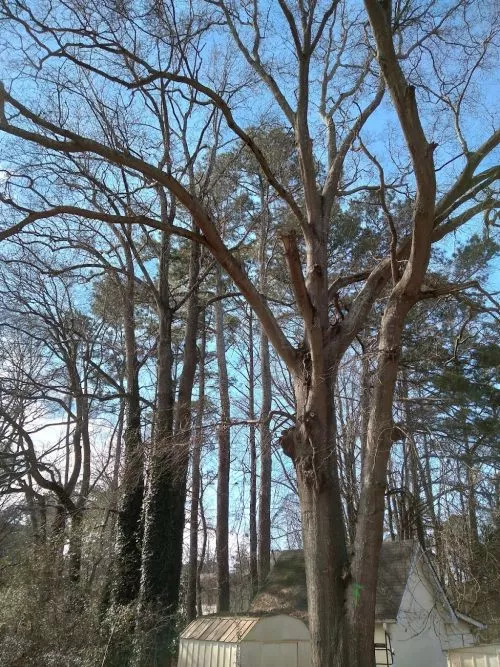 Expert Tree Service is the BEST. Billy and his crew arrived on time, removed two huge oak trees and did an amazing job of