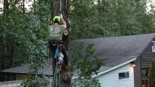 We used Magnolia Tree Service to remove 4 HUGE (30+ Ft. ) Leyland Cypress Trees that were overtaking our driveway and we