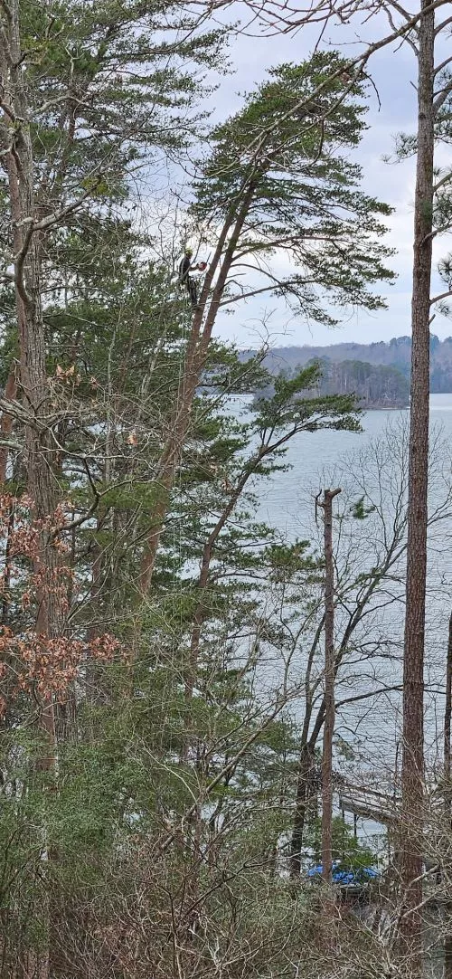 My wife and I saw our next door neighbor had engaged Magnolia Tree Service to do some work on their property