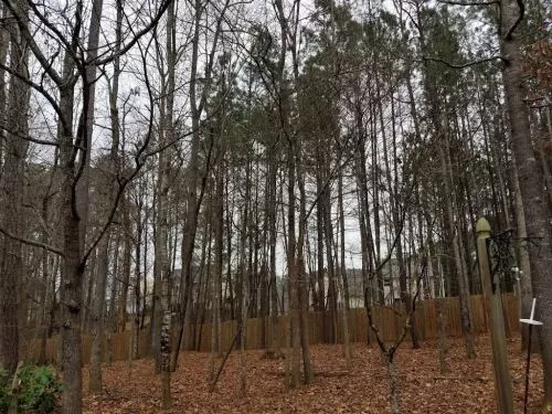 We had a tall pine tree crack and fall into another tree on our property