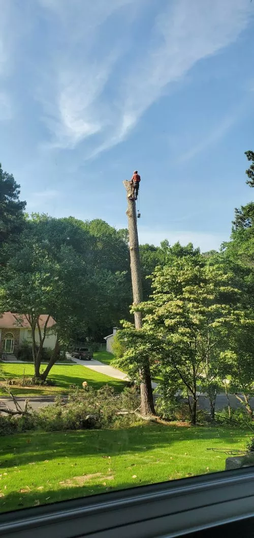 I had a huge sweetgum tree taken down due to Lightning damage. They were great from the very first phone call